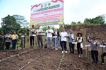                                          Politani Samarinda Gelar Penanaman Jagung Bersama Untuk Mendukung Program Ketahanan Pangan 2025
                                         